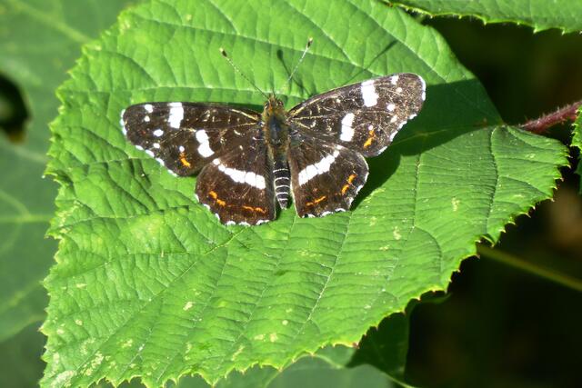 Landkärtchen der Sommergeneration (Araschnia levana prorsa).