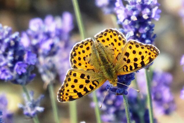 Kleiner Perlmutterfalter (Issoria lathonia).