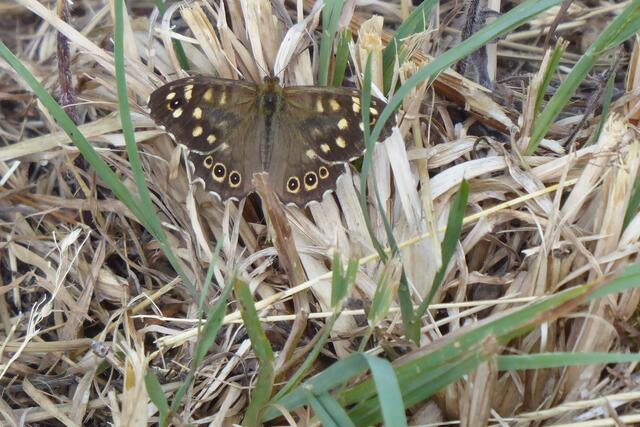 Waldbrettspiel (Pararge aegeria) männlich.