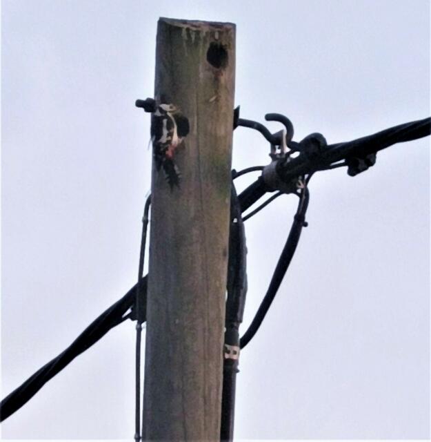 Ein Strommast auf dem Weg vor unserer Unterkunft. Der Buntspecht hat sich da zweistöckig eingerichtet. ;-)