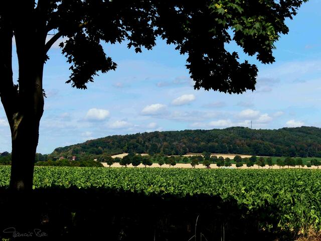 Baumschäden im Juli