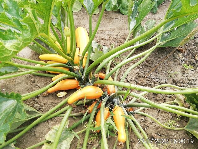 Zucchini - 31.7.2022 !!! Gartenschau - Sonntagsbilder 2022 !!!  Temperaturen: Früh 6:08 13,3 Grad / 11:01h 18° / 13:26h 23, 9° plus