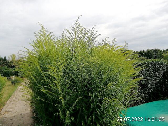 Goldrute - 31.7.2022 !!! Gartenschau - Sonntagsbilder 2022 !!!  Temperaturen: Früh 6:08 13,3 Grad / 11:01h 18° / 13:26h 23, 9° plus