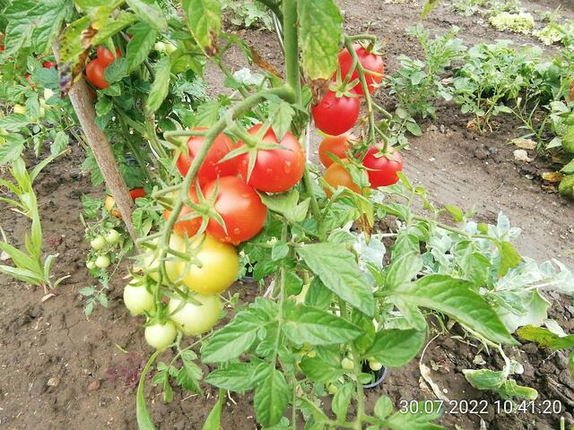 Soviel Tomaten - 31.7.2022 !!! Gartenschau - Sonntagsbilder 2022 !!!  Temperaturen: Früh 6:08 13,3 Grad / 11:01h 18° / 13:26h 23, 9° plus
