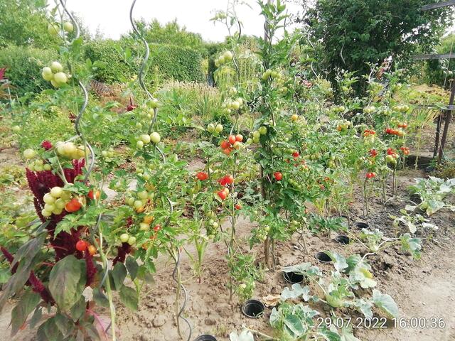 Tomatenschau - 31.7.2022 !!! Gartenschau - Sonntagsbilder 2022 !!!  Temperaturen: Früh 6:08 13,3 Grad / 11:01h 18° / 13:26h 23, 9° plus