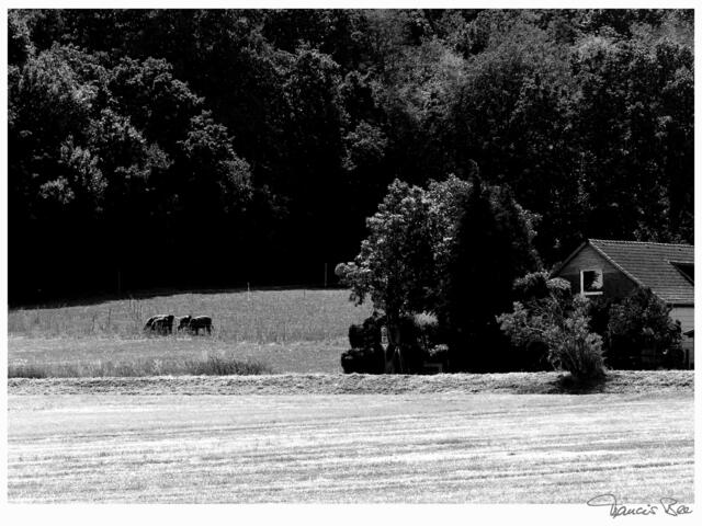 abgemähtes Feld, Rinder mit Hof