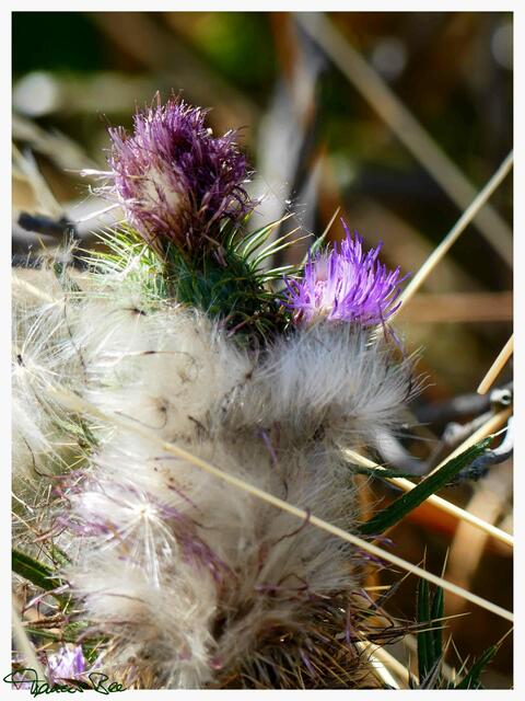 Distelblüte mit Samen