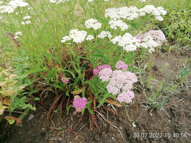 Schafgarbe, sehr gesund  -  31.7.2022 !!! Gartenschau - Sonntagsbilder 2022 !!!  Temperaturen: Früh 6:08 13,3 Grad / 11:01h 18° / 13:26h 23, 9° plus