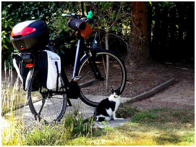Nala beim eBike ... wollte sie etwa mit?