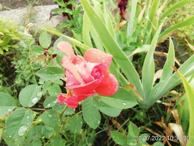 Rose nach dem bisschen Regen - 31.7.2022 !!! Gartenschau - Sonntagsbilder 2022 !!!  Temperaturen: Früh 6:08 13,3 Grad / 11:01h 18° / 13:26h 23, 9° plus