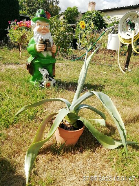 Förster beobachtet - 31.7.2022 !!! Gartenschau - Sonntagsbilder 2022 !!!  Temperaturen: Früh 6:08 13,3 Grad / 11:01h 18° / 13:26h 23, 9° plus