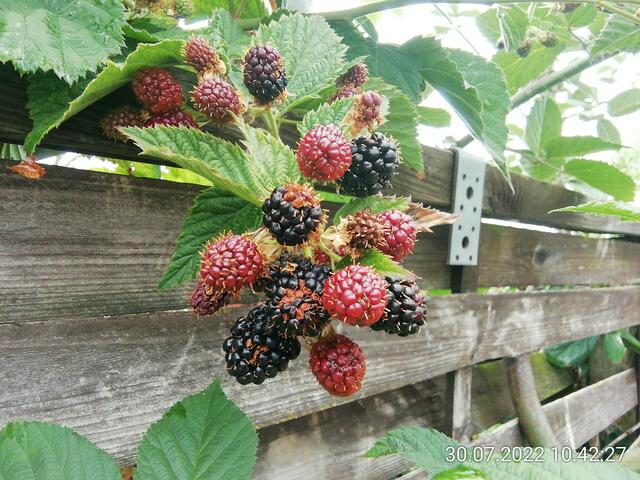 Na ja die ersten sind reif - 31.7.2022 !!! Gartenschau - Sonntagsbilder 2022 !!!  Temperaturen: Früh 6:08 13,3 Grad / 11:01h 18° / 13:26h 23, 9° plus