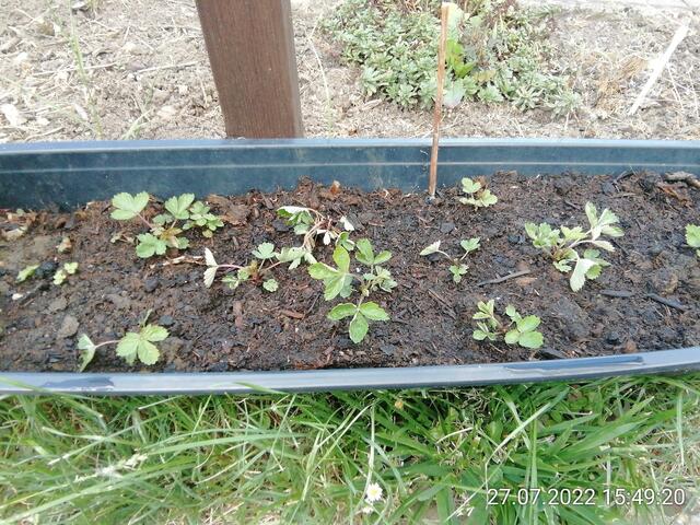 Unsere Monatserdbeeren für nächstes Jahr - 31.7.2022 !!! Gartenschau - Sonntagsbilder 2022 !!!  Temperaturen: Früh 6:08 13,3 Grad / 11:01h 18° / 13:26h 23, 9° plus