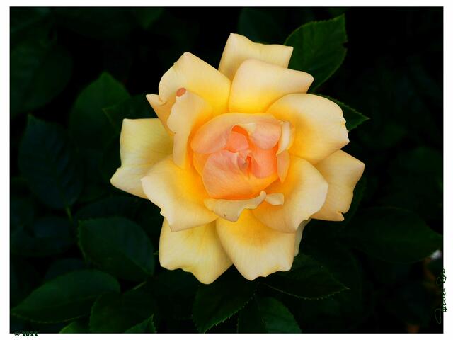 Rose, gefüllte Sorte und wohlriechend