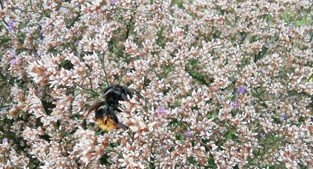 Was ist das denn - 31.7.2022 !!! Gartenschau - Sonntagsbilder 2022 !!!  Temperaturen: Früh 6:08 13,3 Grad / 11:01h 18° / 13:26h 23, 9° plus