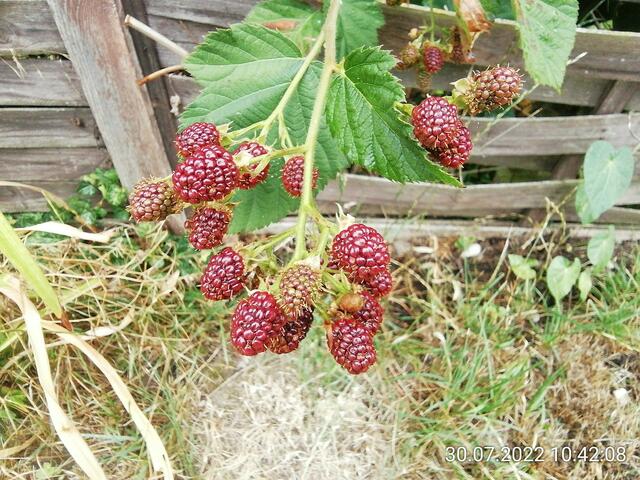 Brombeeren - 31.7.2022 !!! Gartenschau - Sonntagsbilder 2022 !!!  Temperaturen: Früh 6:08 13,3 Grad / 11:01h 18° / 13:26h 23, 9° plus