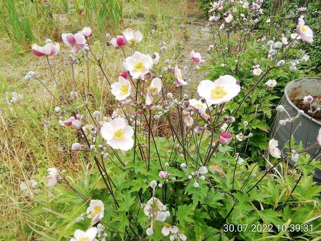 Was ist das denn - 31.7.2022 !!! Gartenschau - Sonntagsbilder 2022 !!!  Temperaturen: Früh 6:08 13,3 Grad / 11:01h 18° / 13:26h 23, 9° plus