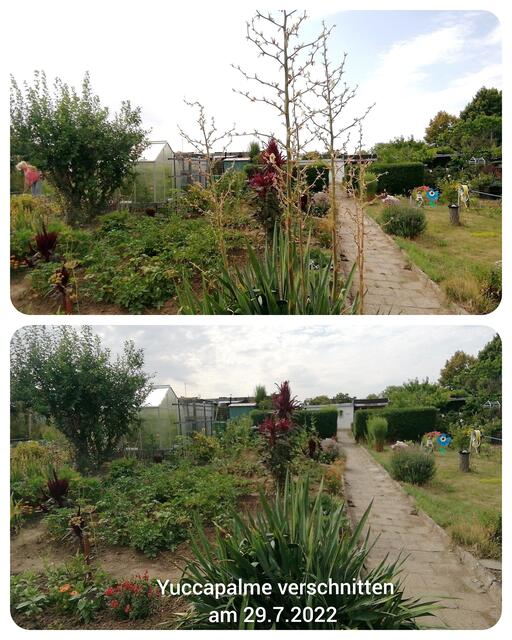 Vorher-Nachher - 31.7.2022 !!! Gartenschau - Sonntagsbilder 2022 !!!  Temperaturen: Früh 6:08 13,3 Grad / 11:01h 18° / 13:26h 23, 9° plus