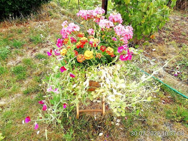 Blumenschale - 31.7.2022 !!! Gartenschau - Sonntagsbilder 2022 !!!  Temperaturen: Früh 6:08 13,3 Grad / 11:01h 18° / 13:26h 23, 9° plus
