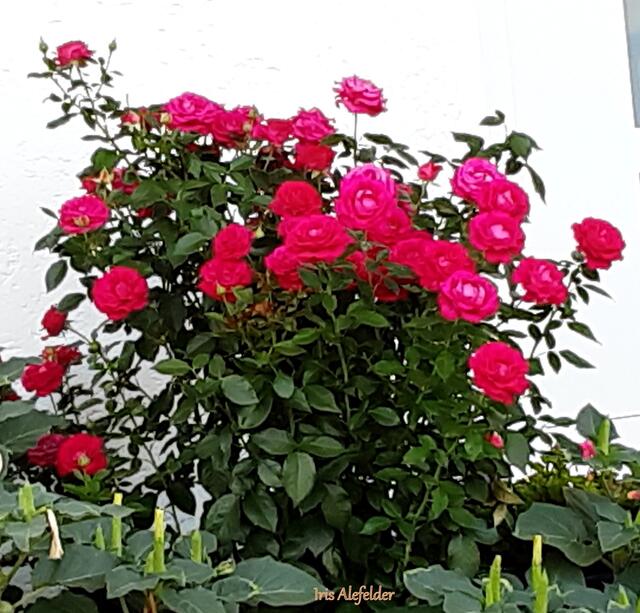 Busch vor einer weißen Hauswand