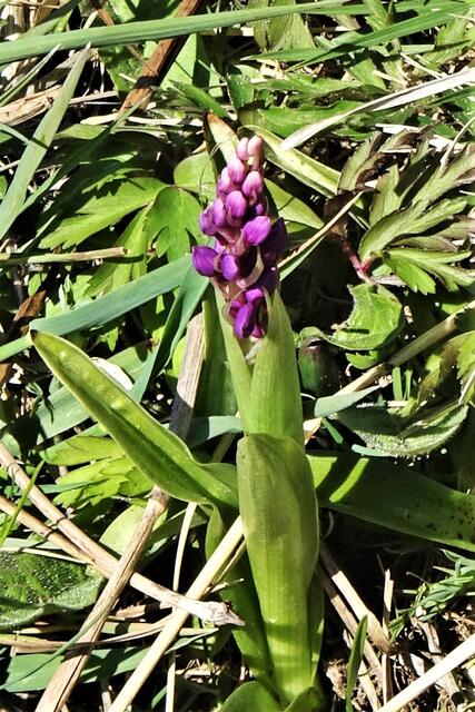 Knabenkraut gehört zur Familie der Orchideen.  In den Seewiesen  (Archivbild)