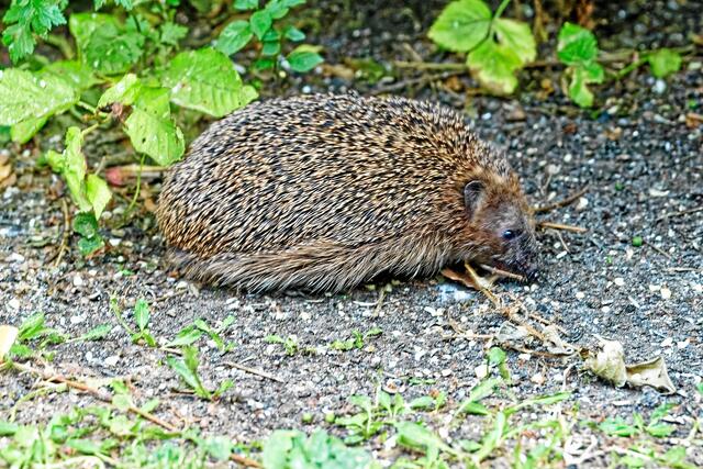 Schnüff, schnüff! Wo geht es hier zum Futter?
