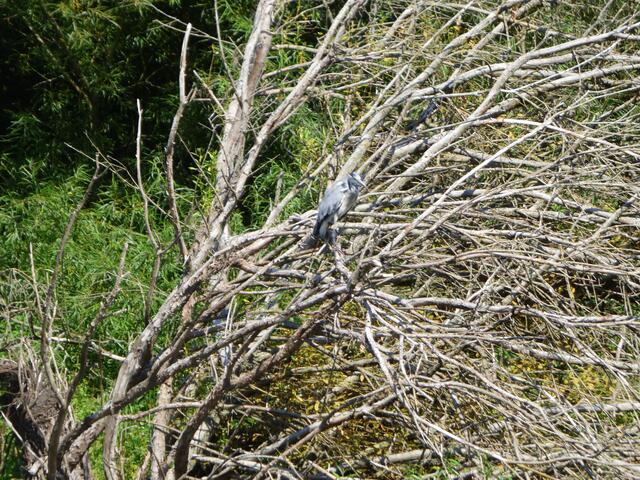 Beinahe ein Suchbild