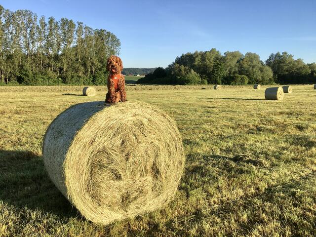 Neues Gewerbegebiet (Maßnahme 3)