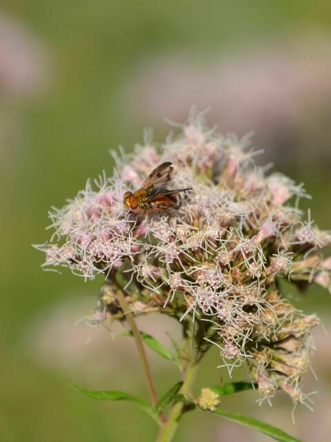 Sommer 2022 - Würmsee fällt trocken: Schwebfliege (Syrphidae) (Foto: Katja Woidtke) | Foto: Katja Woidtke