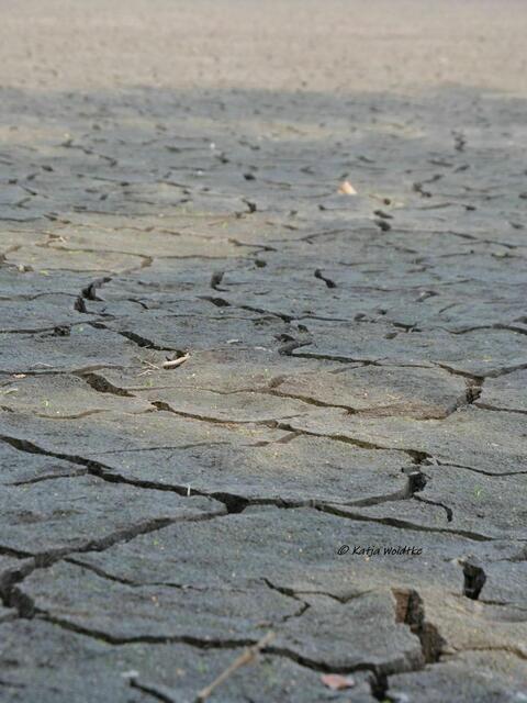 Sommer 2022 - Würmsee fällt trocken: Trockenrisse am Seeboden (Foto: Katja Woidtke) | Foto: Katja Woidtke