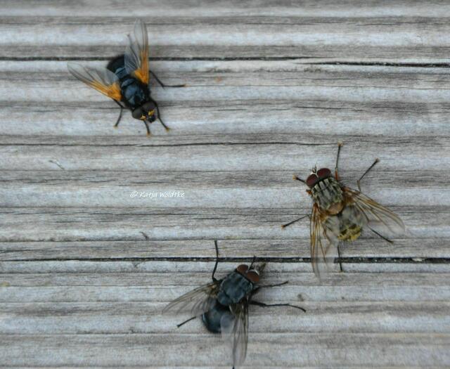Sommer 2022 - Würmsee fällt trocken: Die Rinderfliege (oben links) hielt die anderen Fliegen in Schach (Foto: Katja Woidtke) | Foto: Katja Woidtke