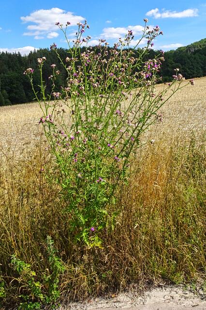 Distel am Wegesrand