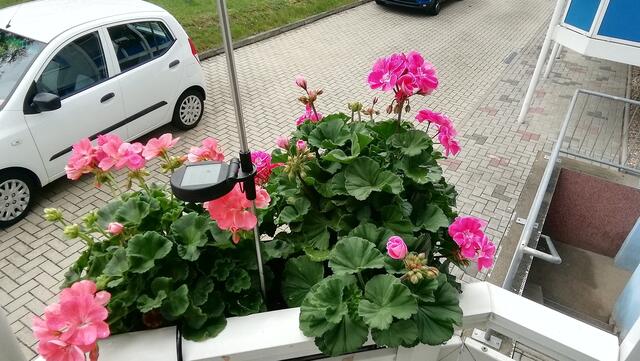 Heute ein paar Bilder von Marlies Balkon 2021-2022 !  14.8.2022 !!! Gartenschau - Sonntagsbilder 2022 !!!