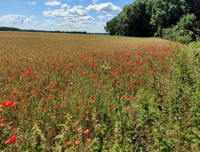 Vorbeiradeln an der Mohnblüte im Juli 2022