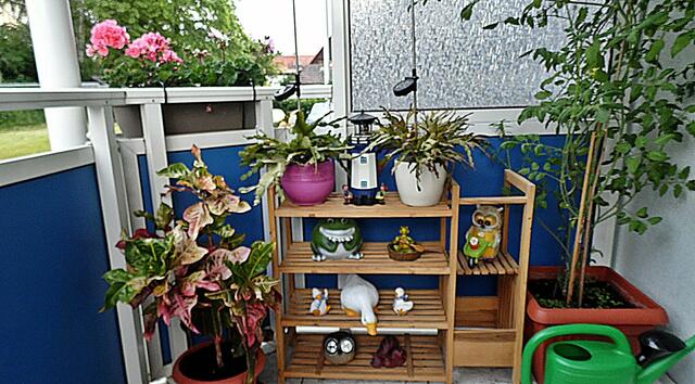 Heute ein paar Bilder von Marlies Balkon 2021-2022 !  14.8.2022 !!! Gartenschau - Sonntagsbilder 2022 !!!