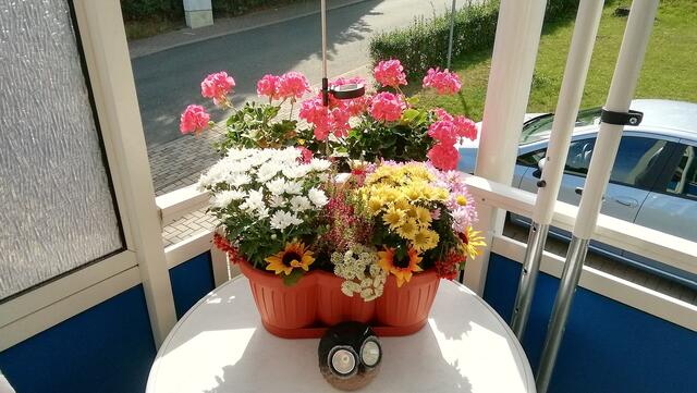 Heute ein paar Bilder von Marlies Balkon 2021-2022 !  14.8.2022 !!! Gartenschau - Sonntagsbilder 2022 !!!