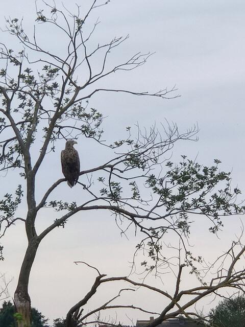 Welcher Greifvogel hat hier in Sichtweite seinen Aussichtsposten gewählt. War es ein Seeadler, dessem aufmerksamen Blick, ebenso wie der Kamera, nichts entgeht?