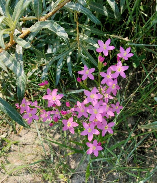 Echtes Tausendgüldenkraut (Centaurium erythraea). Es wurde 2004 zur Heilpflanze des Jahres gewählt. Das Tausendgüldenkraut ist geschützt und darf in Deutschland nicht gesammelt werden.