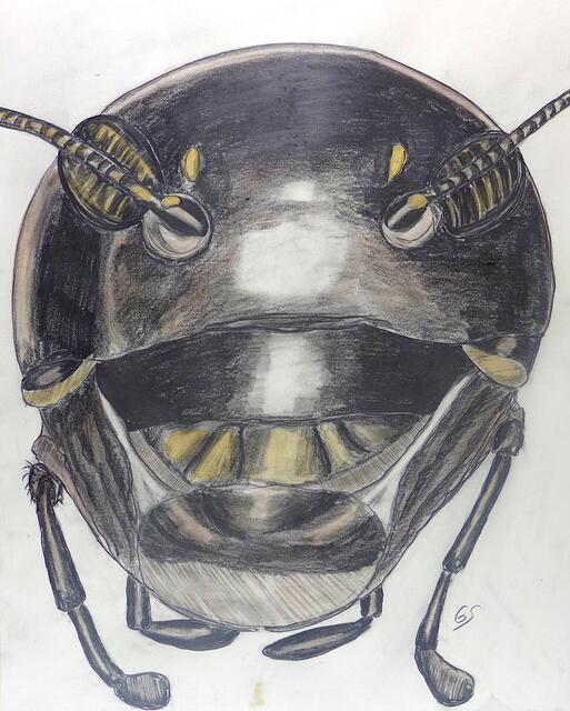 Daniel Schorer: Kopf