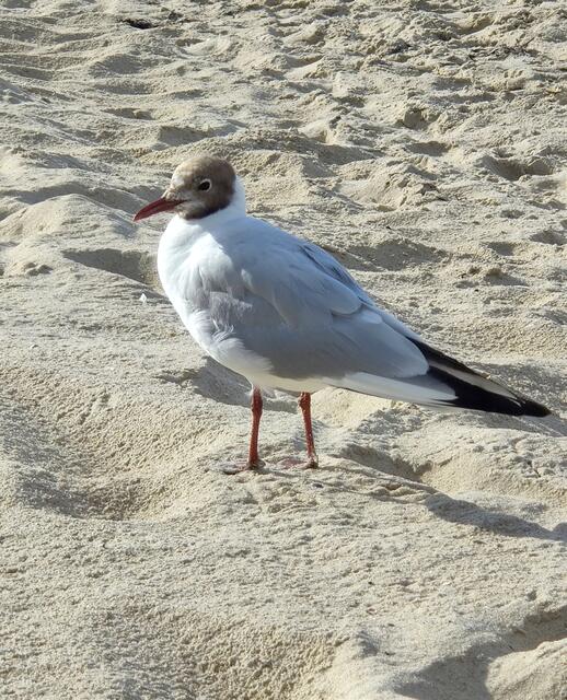 Die Lachmöwe ist an der Ostsee auch allgegenwärtig.