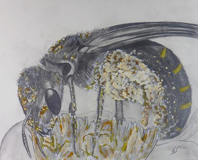 Otto Schorer: Pollenfang