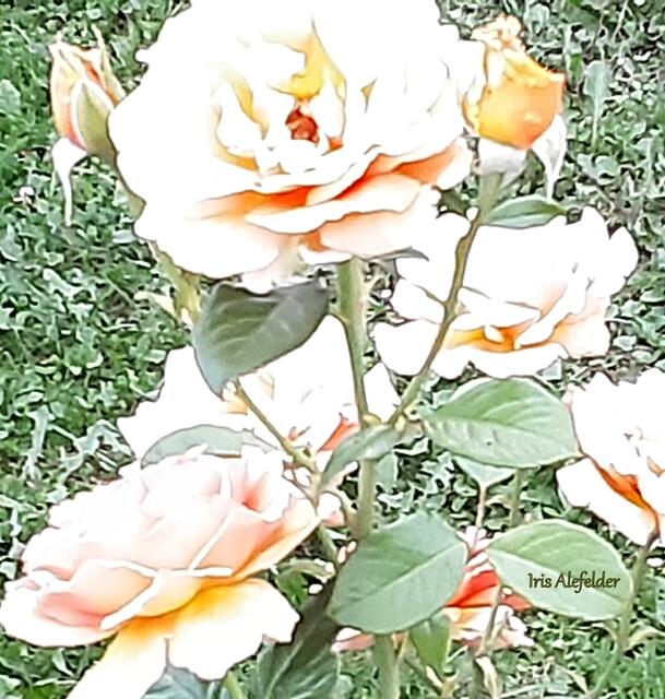 Diese Rose ist so weiß.