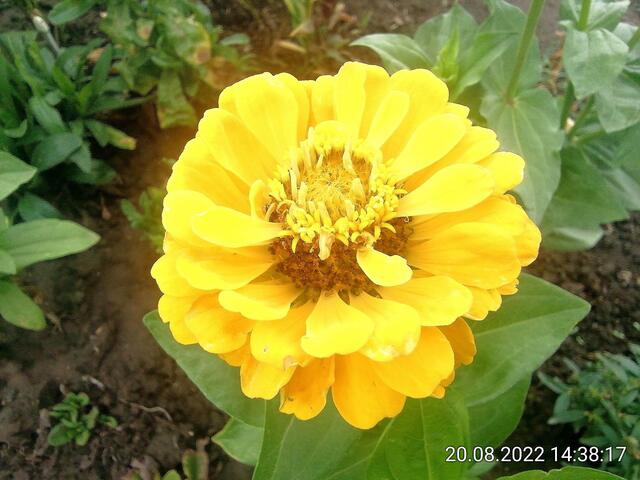 Zinnien 2 - 21.8.2022 !!! Gartenschau - Sonntagsbilder   Temperaturen: Früh 6:18 18,3 Grad / 11:25h 20° / 13:16 h 22, 9° plus