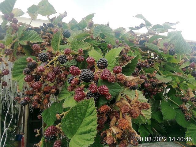 Brombeeren - 21.8.2022 !!! Gartenschau - Sonntagsbilder   Temperaturen: Früh 6:18 18,3 Grad / 11:25h 20° / 13:16 h 22, 9° plus