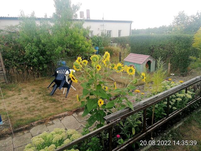 Sonnenblumen 2 21.8.2022 !!! Gartenschau - Sonntagsbilder   Temperaturen: Früh 6:18 18,3 Grad / 11:25h 20° / 13:16 h 22, 9° plus
