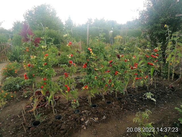 Tomaten -  21.8.2022 !!! Gartenschau - Sonntagsbilder   Temperaturen: Früh 6:18 18,3 Grad / 11:25h 20° / 13:16 h 22, 9° plus