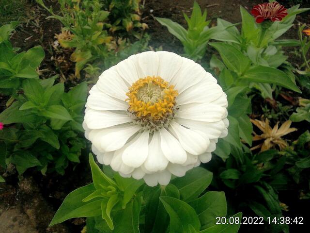 Zinnien 3 - 21.8.2022 !!! Gartenschau - Sonntagsbilder   Temperaturen: Früh 6:18 18,3 Grad / 11:25h 20° / 13:16 h 22, 9° plus