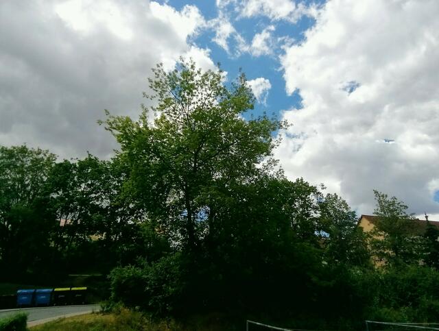 21.8.2022 !!! Gartenschau - Sonntagsbilder   Temperaturen: Früh 6:18 18,3 Grad / 11:25h 20° / 13:16 h 22, 9° plus