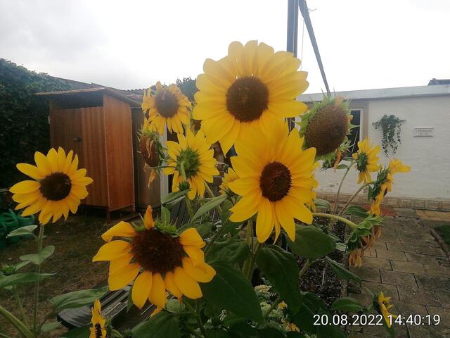 Sonnenblumen - 21.8.2022 !!! Gartenschau - Sonntagsbilder   Temperaturen: Früh 6:18 18,3 Grad / 11:25h 20° / 13:16 h 22, 9° plus