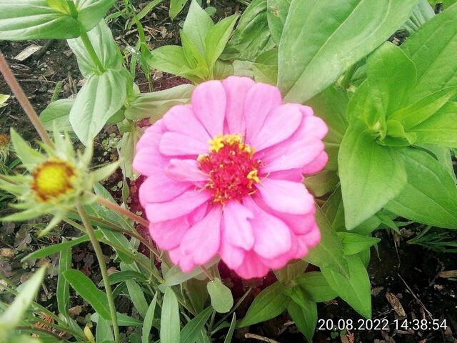 Zinnien 4 - 21.8.2022 !!! Gartenschau - Sonntagsbilder   Temperaturen: Früh 6:18 18,3 Grad / 11:25h 20° / 13:16 h 22, 9° plus